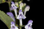 Hairy skullcap